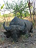 hunting-buffalo-africa-05.JPG