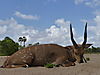 hunting-bushbuck3.JPG