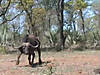 hunting-cape-buffalo.jpg