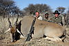 hunting-cape-eland.JPG