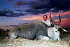 hunting-cape-eland1.jpg