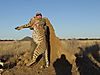 hunting-cheetah3.jpg