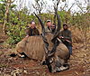 hunting-derby-eland2.JPG