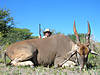 hunting-eland-07.jpg