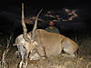 hunting-eland-08.jpg