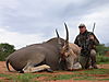 hunting-eland6.JPG