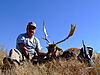 hunting-fallow-deer.JPG