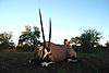 hunting-gemsbok.jpeg