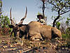 hunting-giant-eland1.jpg