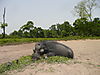 hunting-giant-forest-hog-01.JPG