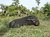 hunting-giant-hog1.jpg