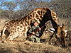 hunting-giraffe-091.JPG