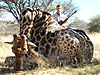 hunting-giraffe-101.JPG