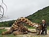 hunting-giraffes.JPG