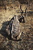 hunting-greater-kudu2.JPG