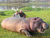 hunting-hippo4.JPG