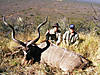 hunting-kudu-151.jpg