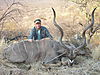 hunting-kudu1.jpg