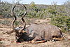 hunting-kudu2.jpeg