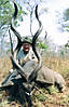 hunting-kudu3.jpg