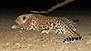 hunting-leopard-35.JPG