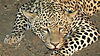 hunting-leopard-39.JPG