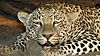 hunting-leopard-40.JPG