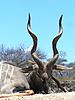hunting-lesser-kudu-03.JPG