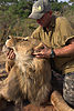 hunting-lion12.jpg