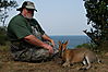 hunting-uganda-east-african-bush-duiker.JPG