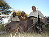 hunting-wildebeest-018.JPG