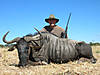 hunting-wildebeest-21.jpg