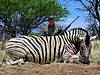 hunting-zebra-16.jpg