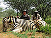 hunting-zebra-22.jpg