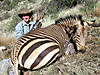 hunting-zebra-26.jpg
