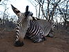 hunting-zebra11.jpg