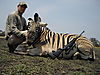 hunting-zebra121.JPG