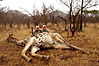 hunting-zimbabwe-29.jpeg