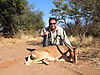 hunting_black_faced_impala_003.jpg