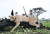 hunting_cheetah_010.JPG