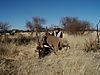 hunting_eland_033.JPG