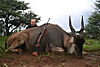 hunting_eland_044.JPG