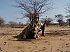 hunting_eland_048.JPG