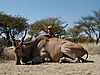 hunting_eland_054.JPG