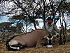 hunting_gemsbok_096.JPG