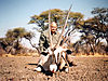 hunting_gemsbok_104.jpg