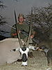 hunting_gemsbok_162.JPG