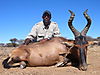 hunting_hartebeest_025.JPG