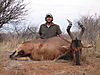 hunting_hartebeest_055.JPG