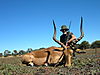 hunting_impala_059.jpg